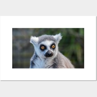 Ring Tailed Lemur Posters and Art